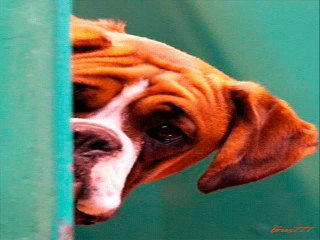 Gökçe - Tuttu Fırlattı Kalbimi