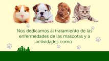 Clínica veterinaria Ciudad de Los Ángeles - Clínica veterinaria Fuenlabrada - Urgencias veterinarias Fuenlabrada