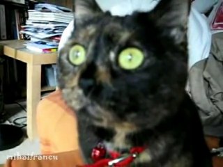 Ce chat a des flashbacks