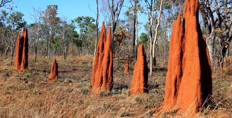 Modern Mucizeler: Doğanın Mühendisleri