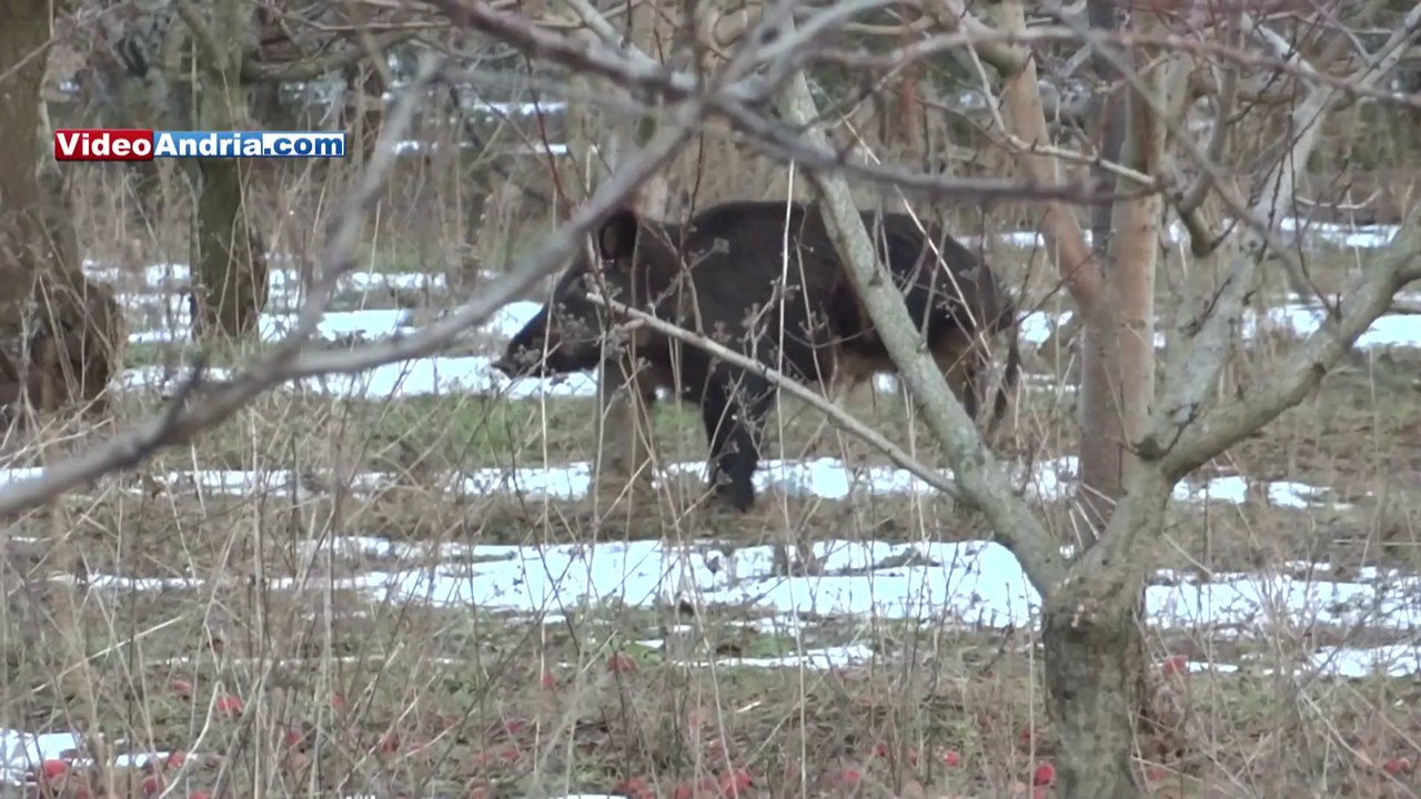 Grosso cinghiale ferito fugge sulla strada di Castel del Monte