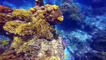 Deluxe Private Boat Tours Cozumel - The expirience
