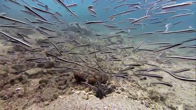 Mahkum Balıkları Belgeseli