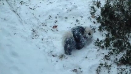 Bao Bao the Giant Panda Cub Has Her First Snowday