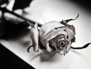 Cune Gojković - Ruže su uvele