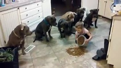 4 Yaşındaki Küçük Kızın Komutuyla Yemek Yiyen Pitbullar
