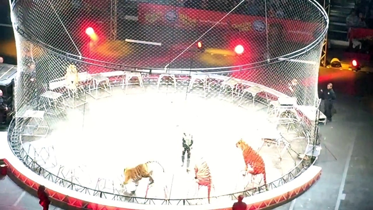 Amazing Tiger act at Circus