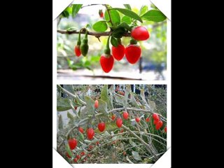 what's the wolfberry ectract