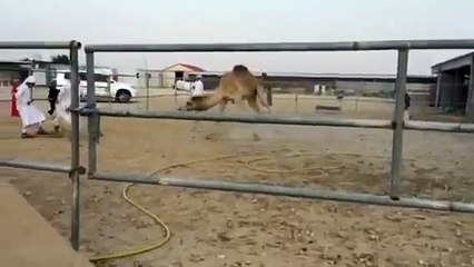 Saudi camel playing football with Boys