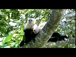 A Vegan PEACE Gift For Our Children - ALL Earthlings!