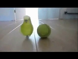 Incredible Parrot Playing with Tennis Ball