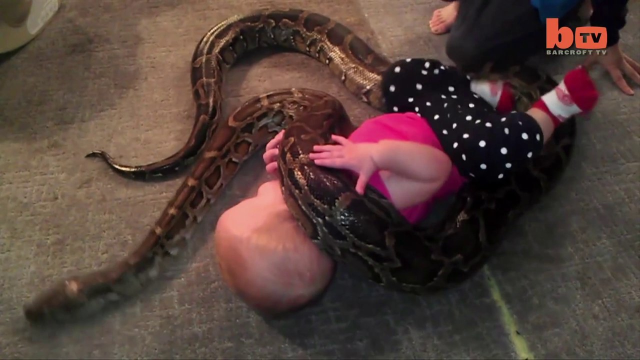 Un bébé joue avec un python de 3m qui s'enroule autour de lui.