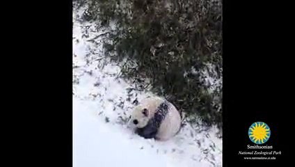 Bao Bao, un bébé panda, découvre la neige