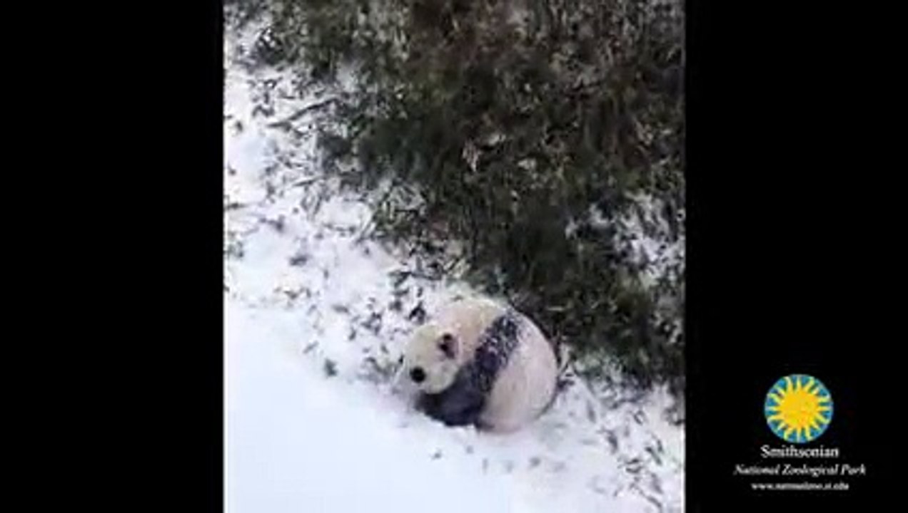 Bao Bao, un bébé panda, découvre la neige