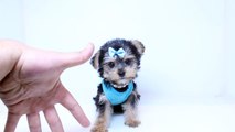 Teacup Yorkie Puppies Around West Hills CA by PuppyHeaven.com