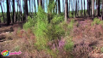 Pays Alo et sa charte forestière