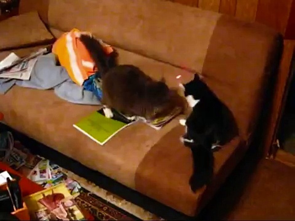 Stylo Laser rouge 5mw 650nm laser cat