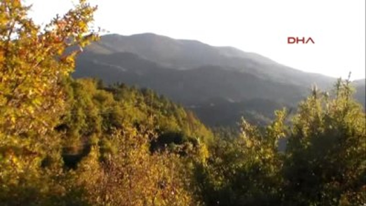Çanakkale Kazdağı Göknarının Kuruma Nedeni Araştırılıyor