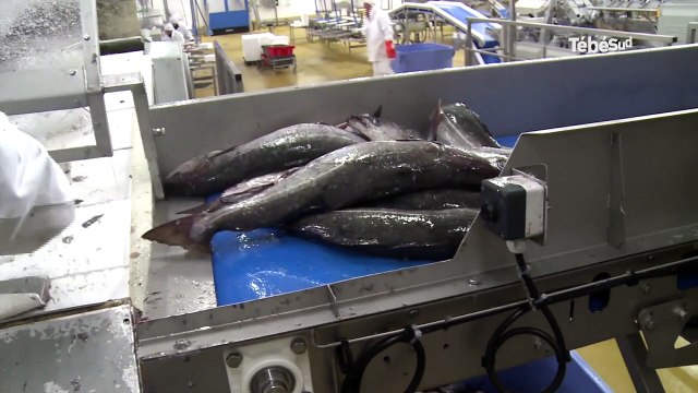 Salaisons Celtiques. Une si bonne nouvelle ?