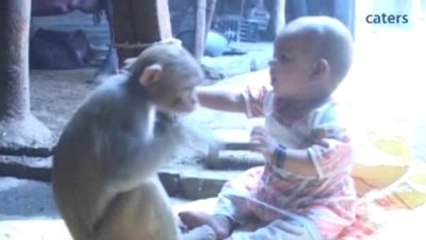 Maymun Küçük Kızı Evlat Edindi