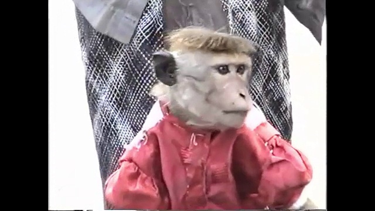 Monkey Riding a Cycle