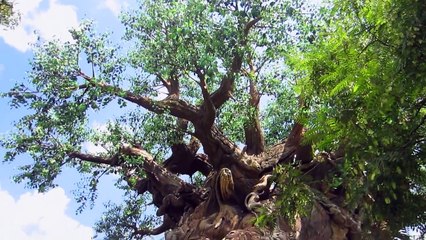 Stroll Discovery Island Trails Animal Kingdom NO NETS
