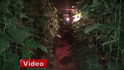 Gazipaşa'da Sazlı Sözlü 'Don' Nöbeti