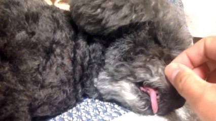 おもしろいペット【止めて‼︎】起こそうとする反撃してくるプードル　Funny dog！