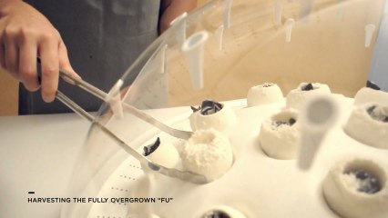 Fungi Mutarium : transformer du plastique en champignons comestibles