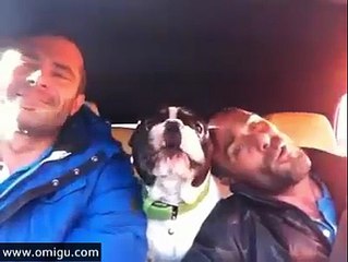 Bulldog sings - You Raise Me Up