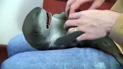 Baby Shark surprised, the most trending video