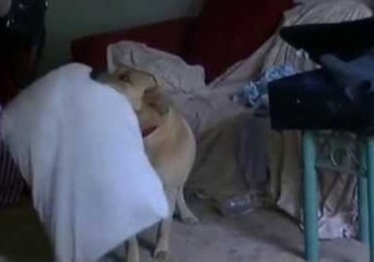 Dog Packs Her Pillow for Big Trip