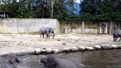 Elephant Bath-Taiping-zoo
