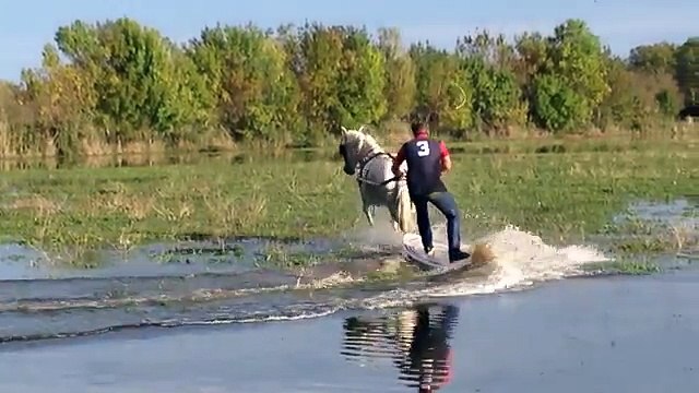 Faire du surf en Camargue, c'est possible si on possède un cheval !