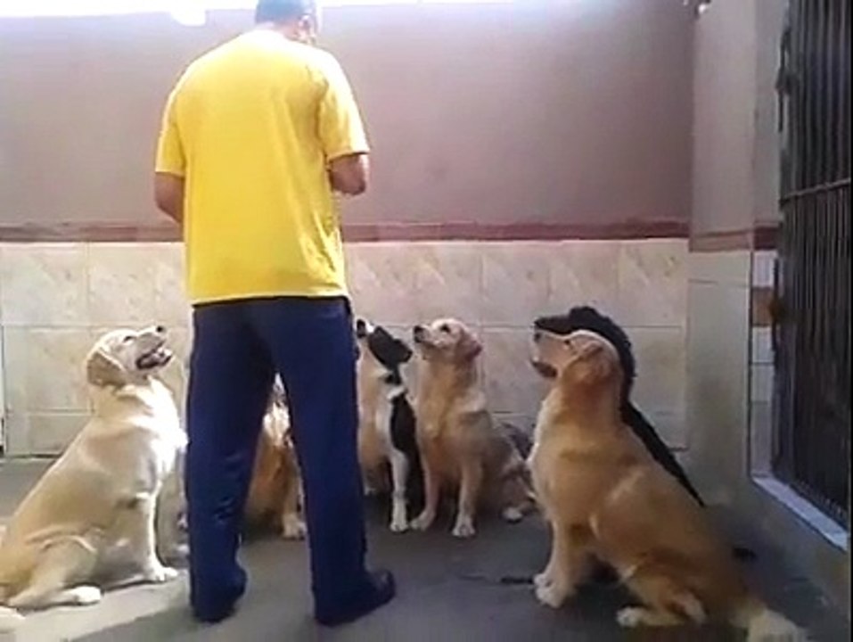 Chien bien éduqués et synchro pour manger