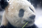 Un bébé panda découvre la neige pour la première fois