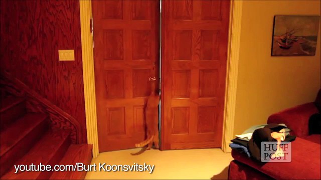 Les animaux sont les rois de l'évasion