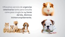Clínica veterinaria Ciudad de los Ángeles - Urgencias veterinarias Móstoles - Centro veterinario Villaverde