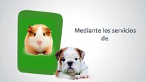 Centro veterinario Ciudad de Los Ángeles - Urgencias veterinarias Alcorcón - Clínica veterinaria Alcorcón