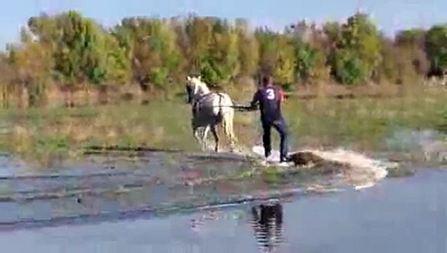 Comment faire du surf en Camargue