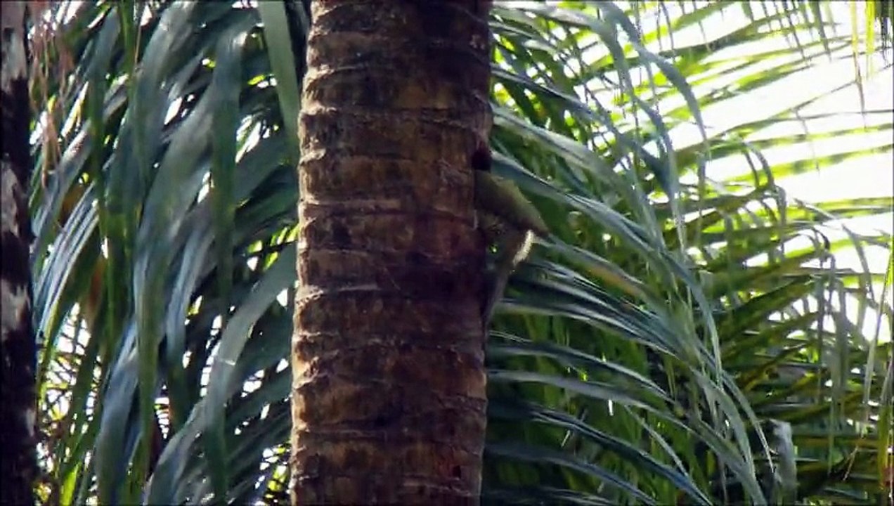 Woodpecker - parc Alejandro Humboldt