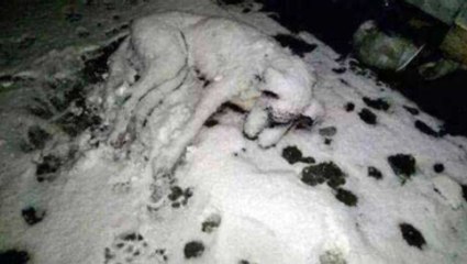 Donan Köpeğin Fotoğrafı Sosyal Medyayı Salladı