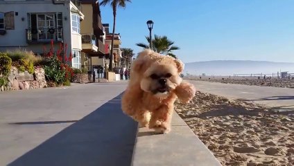 Le chien "ours en peluche" Munchkin est de retour, encore plus mignon qu'avant!