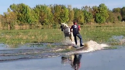 Camarguan surf - pulled by horses in the paddy fields!