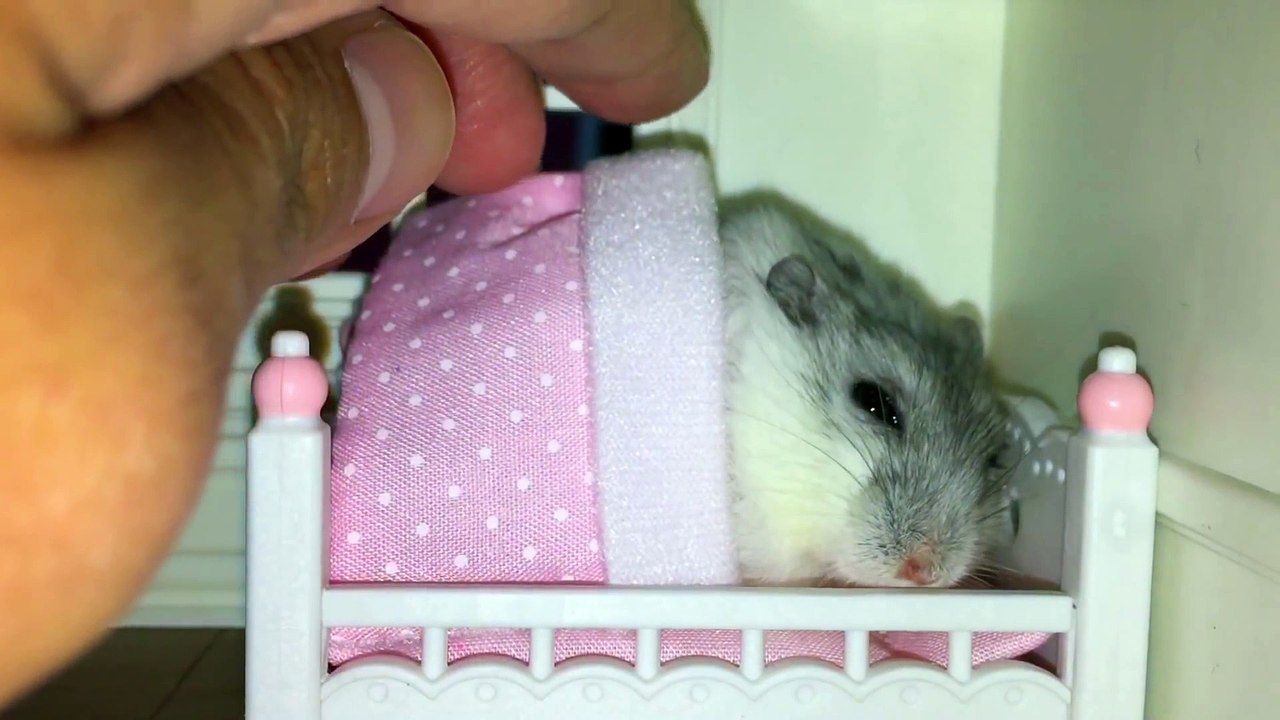 Border son petit hamster comme un bébé! Trop mignon...
