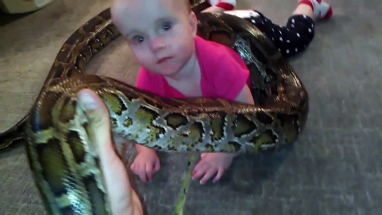 Un père de famille filme sa fille de 14 mois qui joue avec un python de 4 mètres !