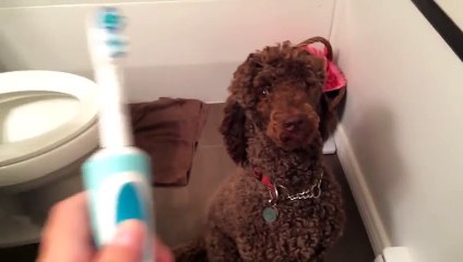 Poodle vs. Toothbrush 480p (Video Only)
