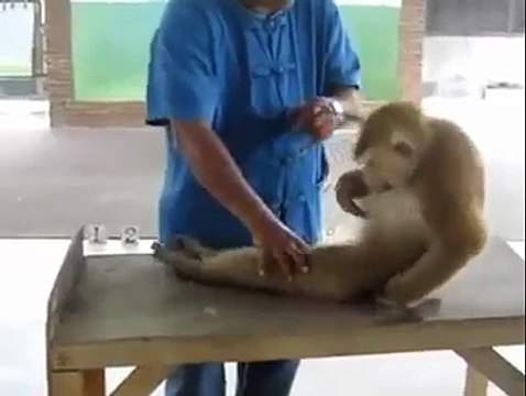 Funny Fitness Video_ Monkey doing pushups and Ab Crunches