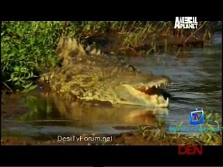 Wildwives Of Savannah Lane 8th January 2015 Video Watch pt2