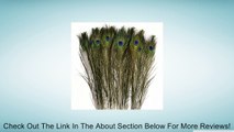 Touch of Nature 38157 Peacock Feather Embellishment, 33-Inch, BULK 24 UNITS Review